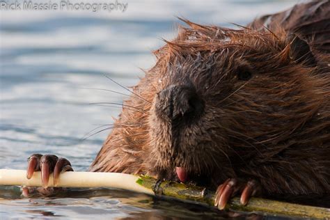 beaver licking